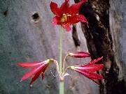 Rhodophiala bifida